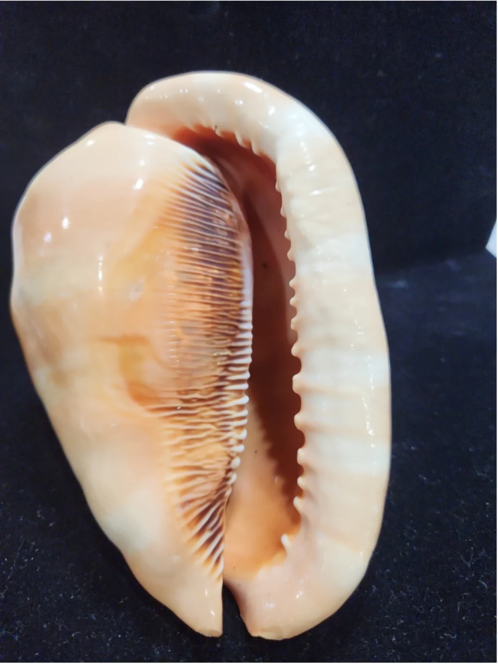 Natural Red Cameo Cypraecassis Conch Sea Shell 6x5x4